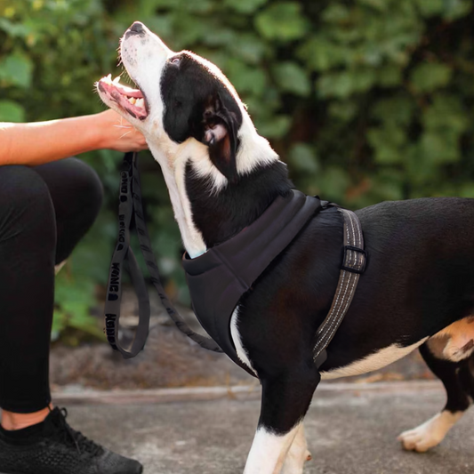 KONG - Komfort sele - Sort