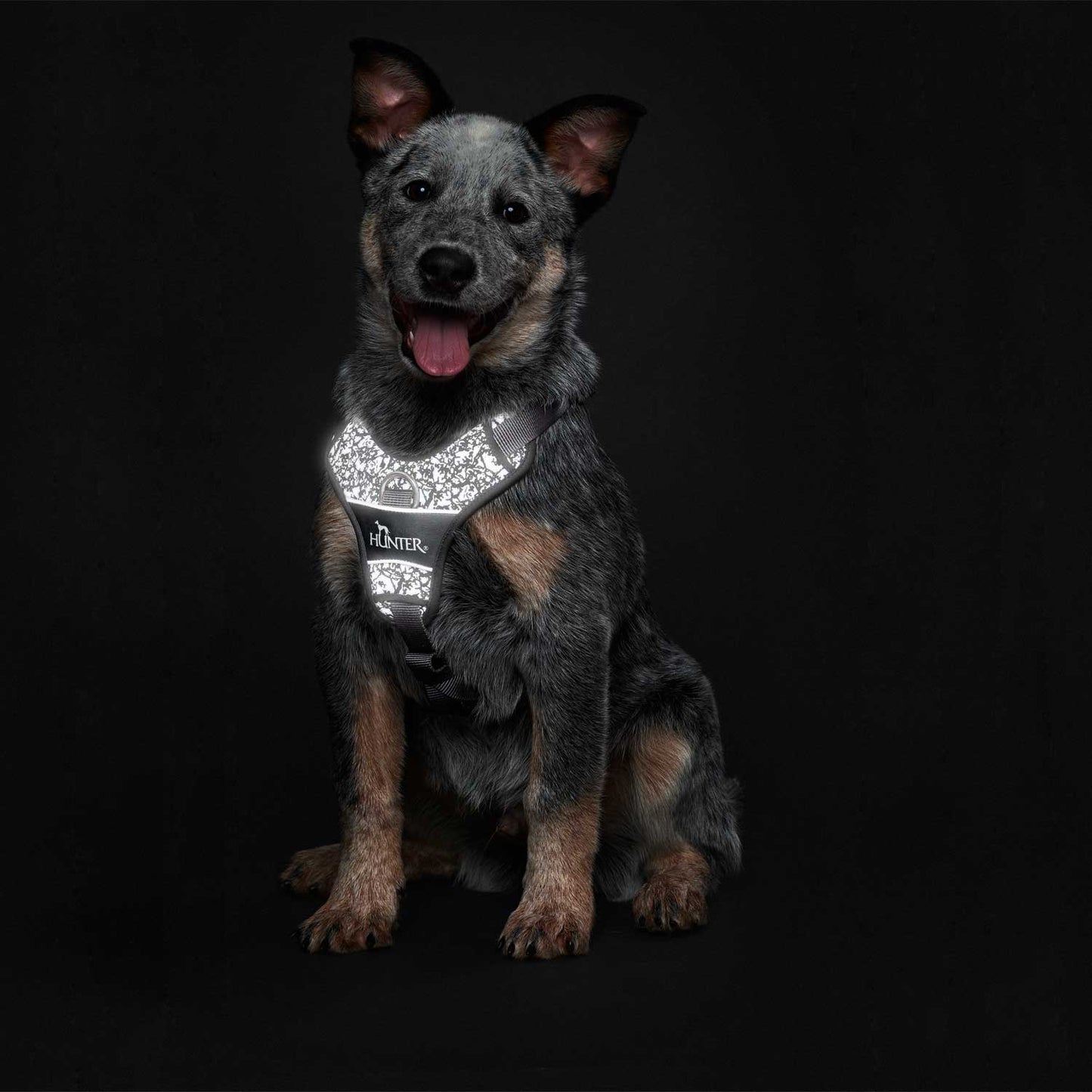 Hunter - Divo reflekt sele