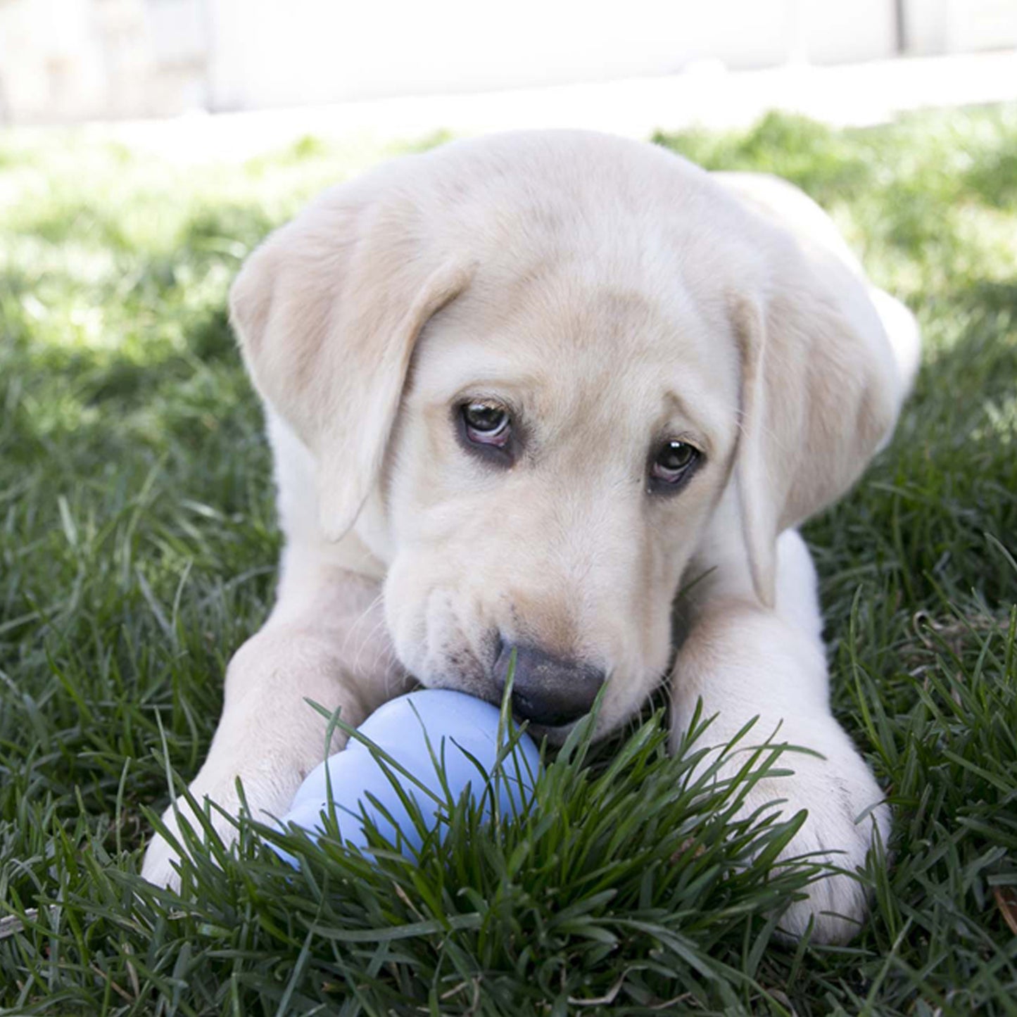 KONG - Puppy classic