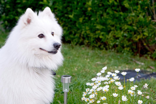 5 sjove lege i haven med din hund – idéer til leg, motion og aktivering